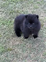 Charcoal, a male Pomeranian for sale in Lumberton, MS – Photo 6 of 6