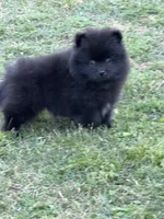 Charcoal, a male Pomeranian for sale in Lumberton, MS – Photo 1 of 6