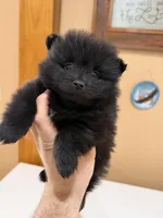 Charcoal, a male Pomeranian for sale in Lumberton, MS – Photo 2 of 6