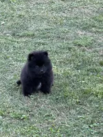 Charcoal, a male Pomeranian for sale in Lumberton, MS – Photo 5 of 6
