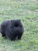 Charcoal, a male Pomeranian for sale in Lumberton, MS – Photo 2 of 6
