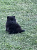 Charcoal, a male Pomeranian for sale in Lumberton, MS – Photo 3 of 6