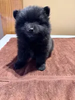 Charcoal, a male Pomeranian for sale in Lumberton, MS – Photo 5 of 6