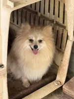 Mia, a female Pomeranian for sale in Lumberton, MS – 6 of 6