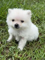 Roscoe, a male Pomeranian for sale in Lumberton, MS – 4 of 8