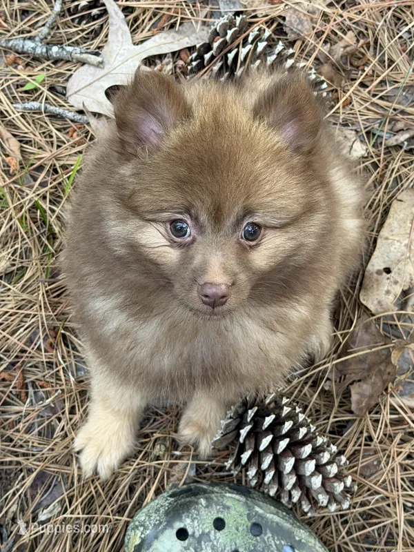 Sue – Pomeranian puppy for sale in Lumberton, MS