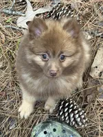 Sue, a male Pomeranian for sale in Lumberton, MS – Photo 1 of 5