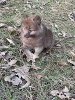 Sue, a male Pomeranian for sale in Lumberton, MS – Photo 4 of 5