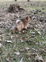 Sue, a male Pomeranian for sale in Lumberton, MS – Photo 5 of 5