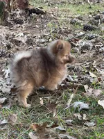 Sue, a male Pomeranian for sale in Lumberton, MS – Photo 2 of 5