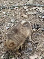 Sue, a male Pomeranian for sale in Lumberton, MS – Photo 3 of 5