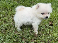 Roscoe, a male Pomeranian for sale in Lumberton, MS – 5 of 8