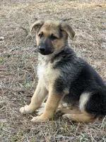 Kaeleigh, a female German Shepherd Dog for sale in Lumberton, MS – Photo 1 of 5