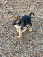 Kaeleigh, a female German Shepherd Dog for sale in Lumberton, MS – Photo 4 of 5