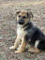 Kaeleigh, a female German Shepherd Dog for sale in Lumberton, MS – Photo 2 of 5