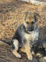 Kaeleigh, a female German Shepherd Dog for sale in Lumberton, MS – Photo 5 of 5