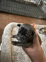 Cane corso , a female Cane Corso for sale in Beaumont, TX – 3 of 10