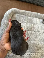 Cane corso , a female Cane Corso for sale in Beaumont, TX – 7 of 10