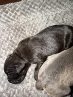 Cane corso , a female Cane Corso for sale in Beaumont, TX – 6 of 10