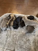Cane corso , a female Cane Corso for sale in Beaumont, TX – 3 of 4