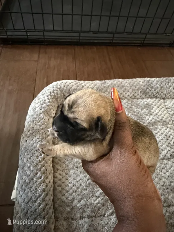 Cane corso  – Cane Corso puppy for sale in Beaumont, TX