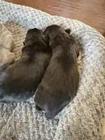 Cane corso , a female Cane Corso for sale in Beaumont, TX – 10 of 10