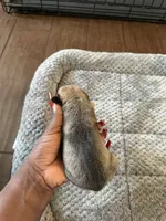 Cane corso , a female Cane Corso for sale in Beaumont, TX – 2 of 4