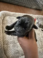Cane corso , a female Cane Corso for sale in Beaumont, TX – 2 of 10
