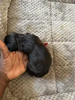 Cane corso , a female Cane Corso for sale in Beaumont, TX – 9 of 10