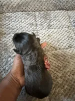 Cane corso , a female Cane Corso for sale in Beaumont, TX – 4 of 10