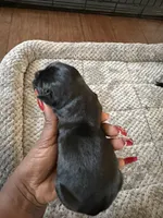 Cane corso , a female Cane Corso for sale in Beaumont, TX – 1 of 10