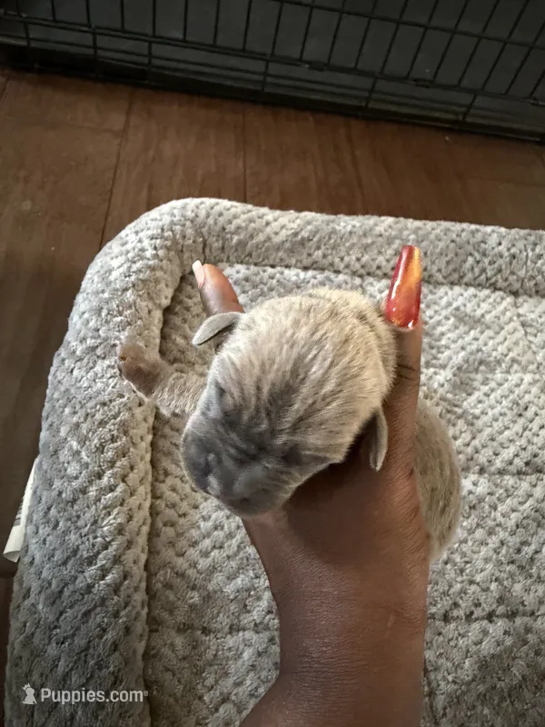 Cane corso  – Cane Corso puppy for sale in Beaumont, TX