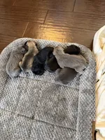 Cane corso , a female Cane Corso for sale in Beaumont, TX – 4 of 4