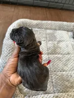 Cane corso , a female Cane Corso for sale in Beaumont, TX – 8 of 10