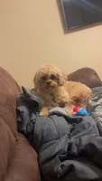 Daisy, a female Cavapoo for sale in Dayton, OH – 1 of 5