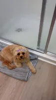 Daisy, a female Cavapoo for sale in Dayton, OH – 4 of 5