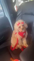 Daisy, a female Cavapoo for sale in Dayton, OH – 5 of 5