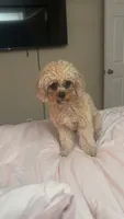 Daisy, a female Cavapoo for sale in Dayton, OH – 3 of 5