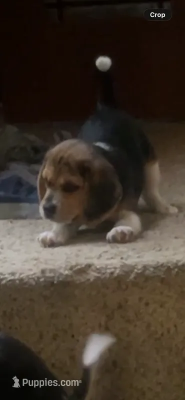 Buddy – Beagle puppy for sale in Leesville, SC