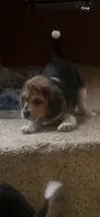 Buddy, a male Beagle for sale in Leesville, SC – 1 of 4