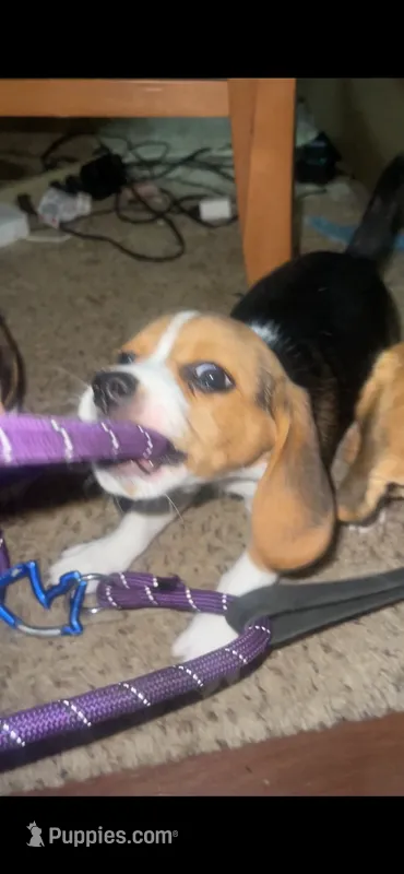Baby – Beagle puppy for sale in Leesville, SC