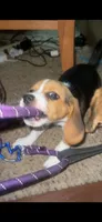 Baby, a female Beagle for sale in Leesville, SC – 1 of 3