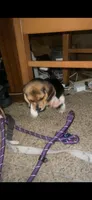 Buddy, a male Beagle for sale in Leesville, SC – 2 of 4