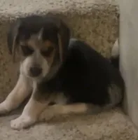 Roscoe , a male Lancashire Heeler for sale in Lexington, SC – 2 of 2