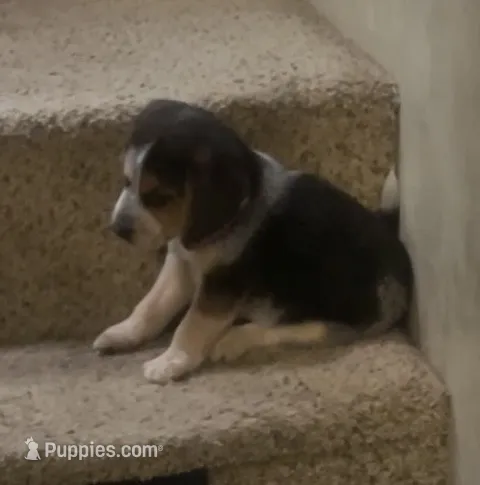 Roscoe  – Lancashire Heeler puppy for sale in Lexington, SC