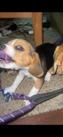 Baby, a female Beagle for sale in Leesville, SC – 3 of 3