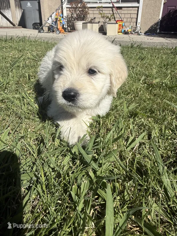 King – Goldendoodle puppy for sale in Vacaville, CA