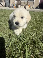 King, a male Goldendoodle for sale in Vacaville, CA – 1 of 10