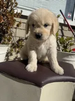 Leo, a male Goldendoodle for sale in Vacaville, CA – 10 of 10