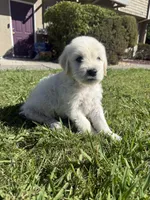 King, a male Goldendoodle for sale in Vacaville, CA – 10 of 10